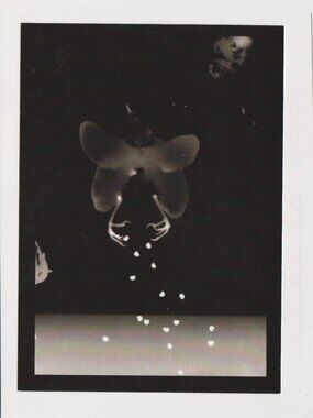 Specimen: Passer lepidopteriformis POSTCARD (Photogram, 2012) 5x7